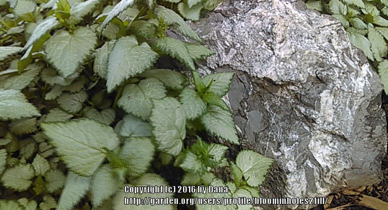 Photo of Spotted Dead Nettle (Lamium maculatum 'Beacon Silver') uploaded by bloominholes2fill