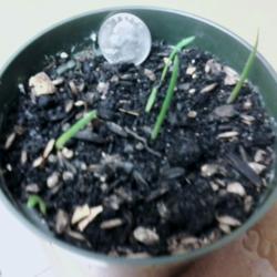 Location: zone 6a
Date: 2016-05-17
Amaryllis sprouts at 3 weeks