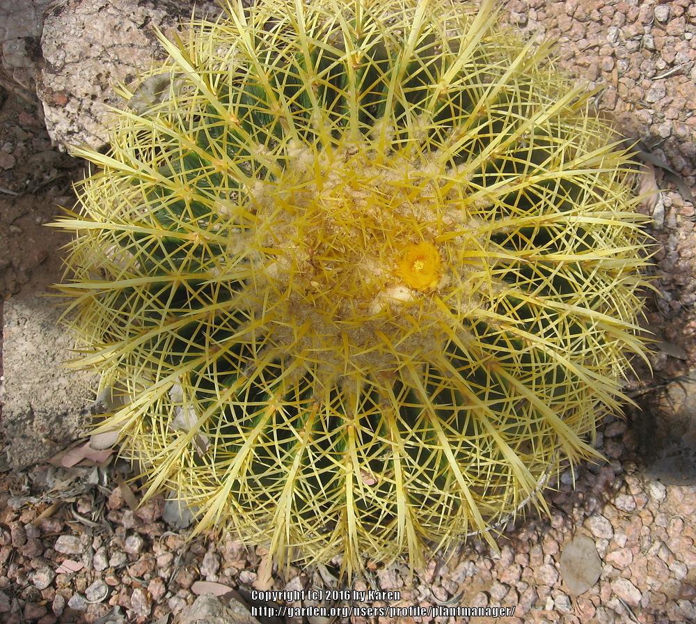 Photo of Golden Barrel Cactus (Kroenleinia grusonii) uploaded by plantmanager