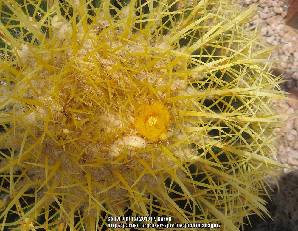 Photo of Golden Barrel Cactus (Kroenleinia grusonii) uploaded by plantmanager