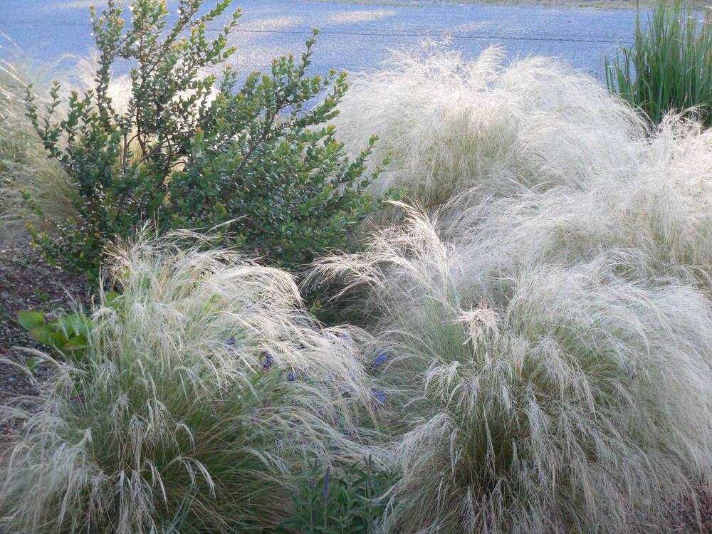 Photo of Mexican Feathergrass (Nassella tenuissima) uploaded by wcgypsy