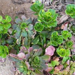 Location: Nora's Garden - Castlegar BC
Date: 2016-04-21
 3:16 pm. Compact rosettes of variegated green and golden leaves.