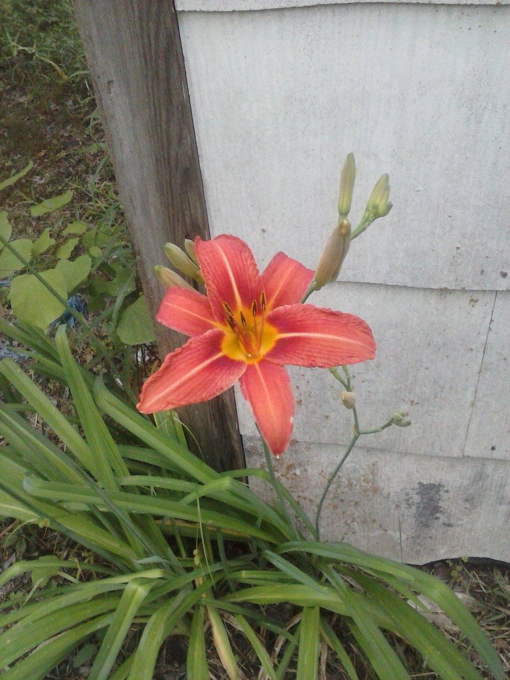 Photo of Ditch Lily (Hemerocallis fulva) uploaded by Kathy547