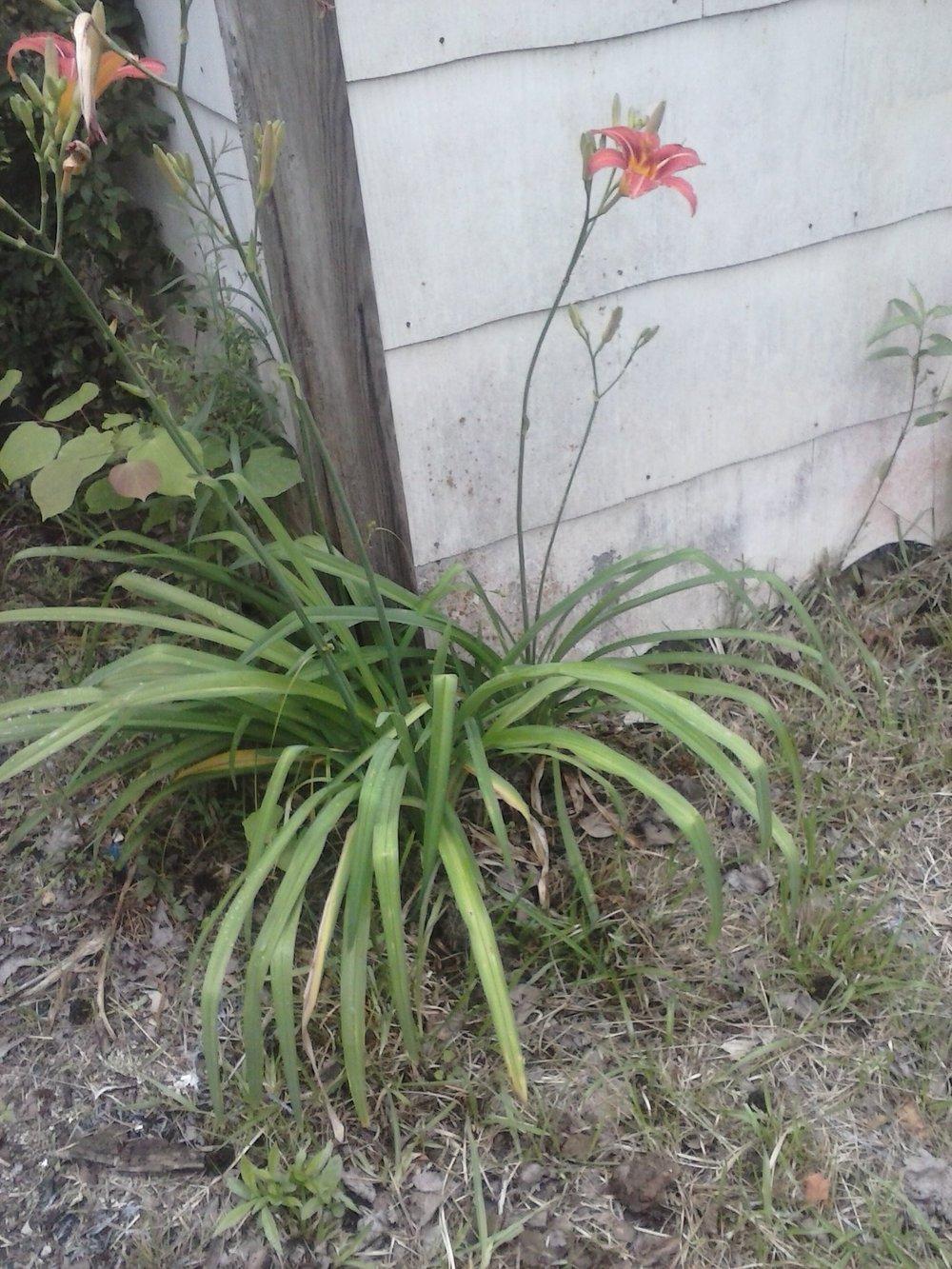 Photo of Ditch Lily (Hemerocallis fulva) uploaded by Kathy547