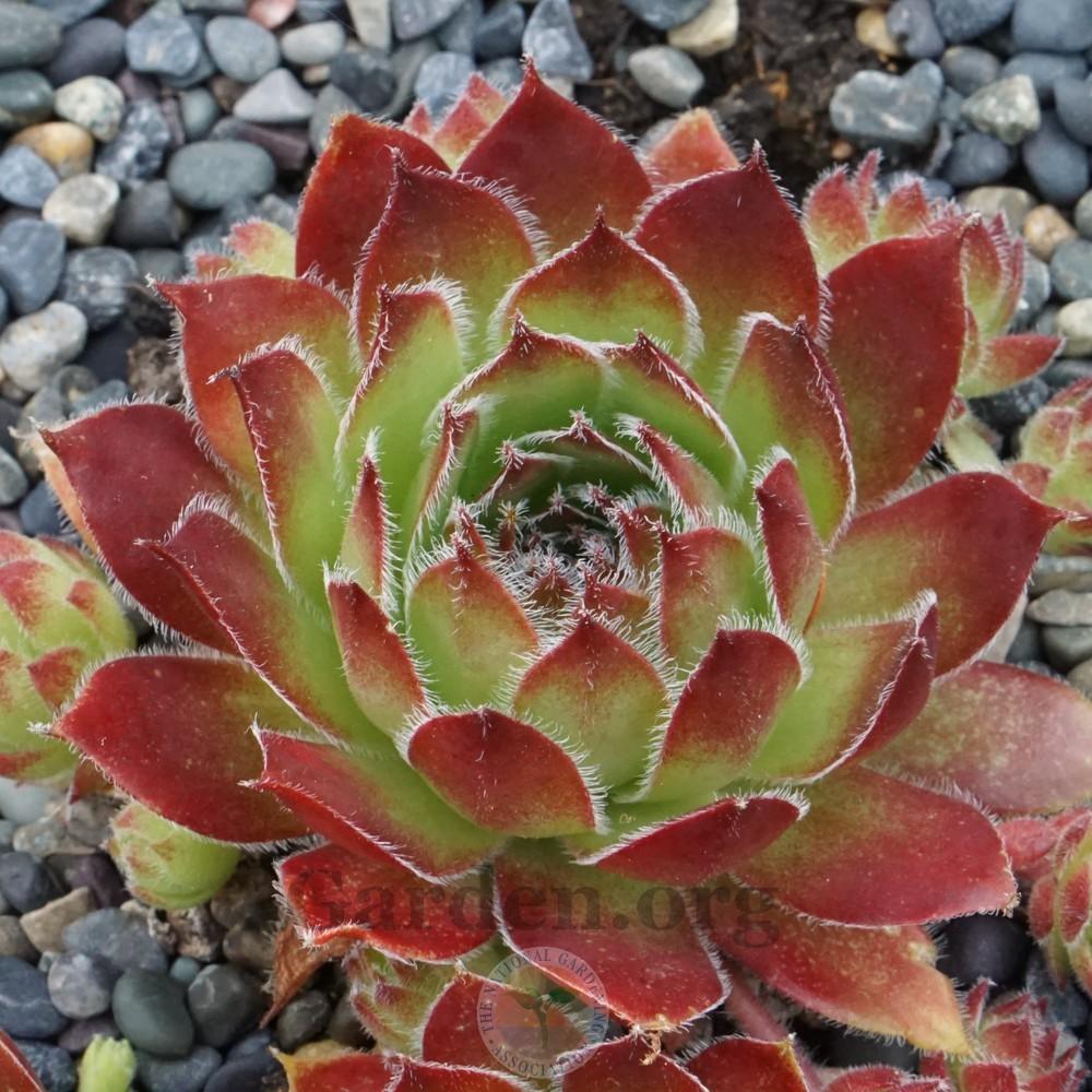 Photo of Hen and Chick (Sempervivum 'Viola') uploaded by Patty