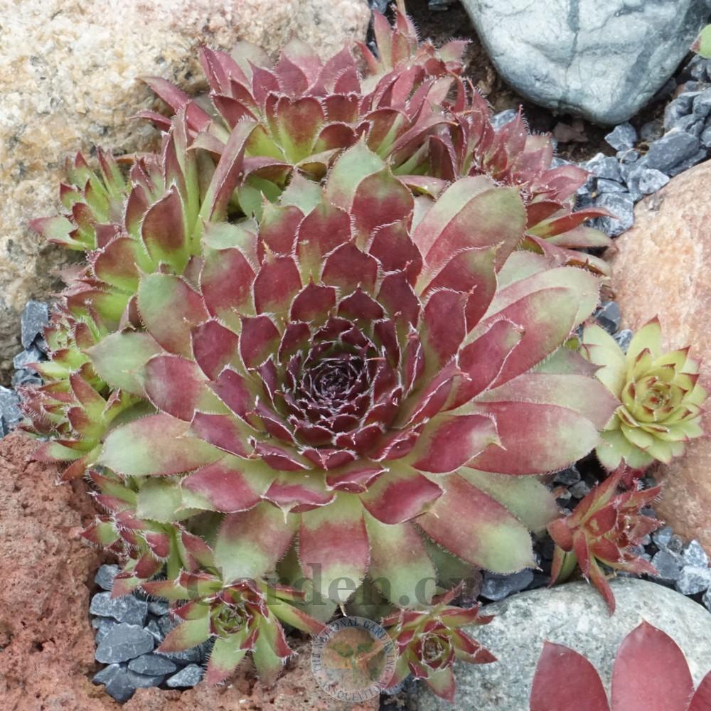 Photo of Hen and Chicks (Sempervivum 'Pacific Mayfair Imp') uploaded by Patty