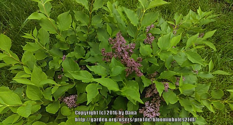 Photo of Dwarf Lilac (Syringa Josee™) uploaded by bloominholes2fill