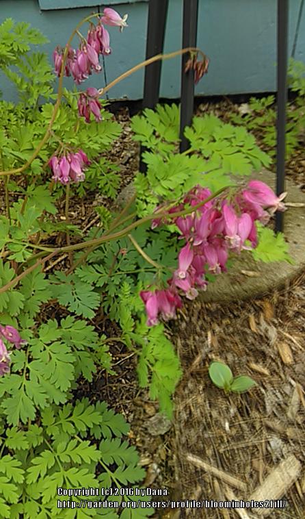 Photo of Bleeding Heart (Dicentra 'King of Hearts') uploaded by bloominholes2fill
