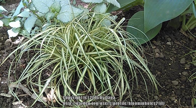 Photo of Sedge (Carex oshimensis 'Evergold') uploaded by bloominholes2fill