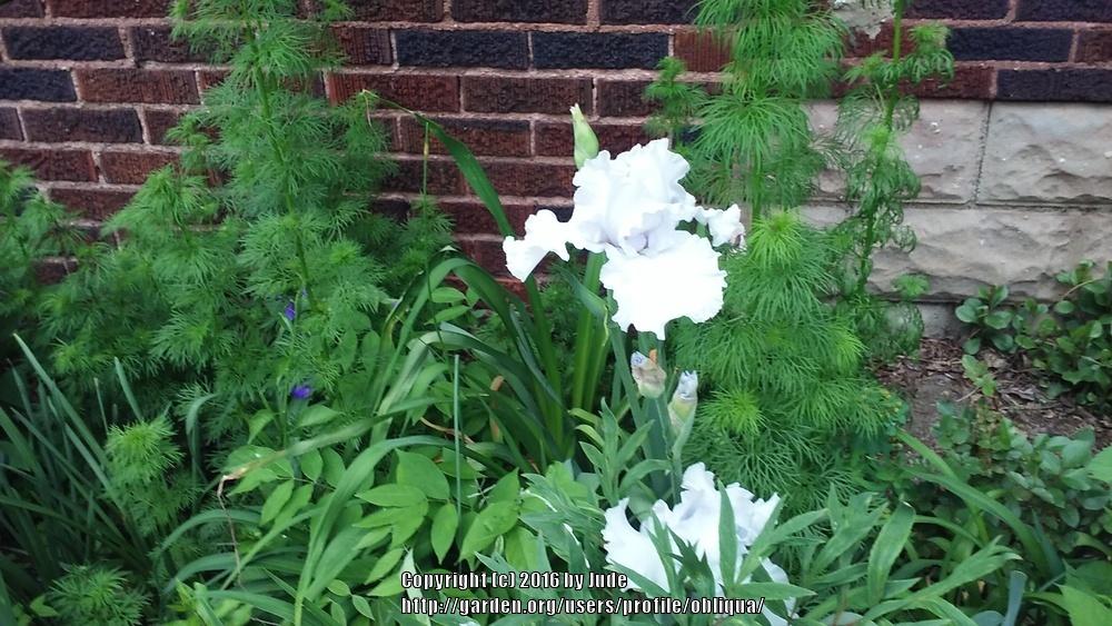 Photo of Tall Bearded Iris (Iris 'Immortality') uploaded by obliqua