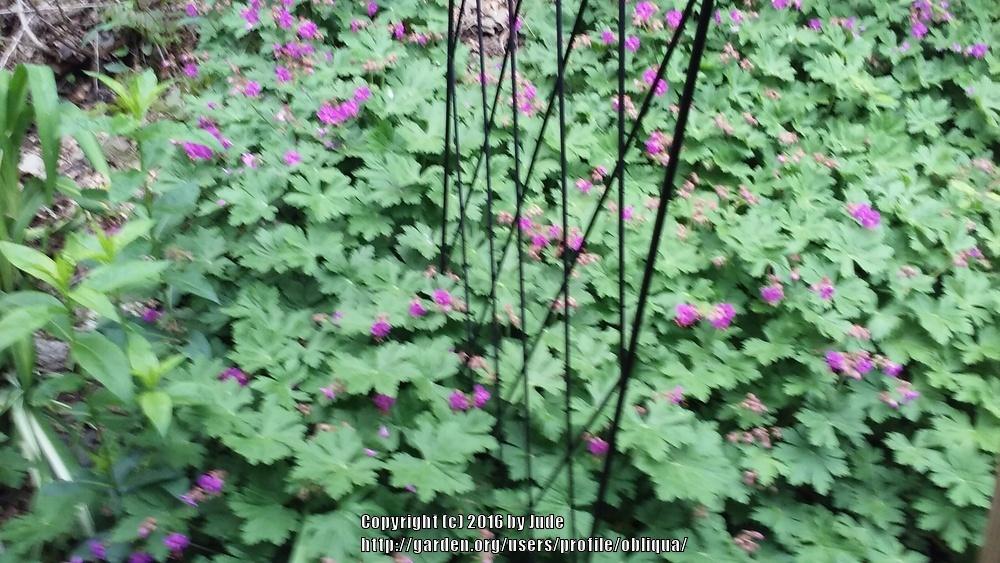 Photo of Cranesbill (Geranium x cantabrigiense 'Karmina') uploaded by obliqua