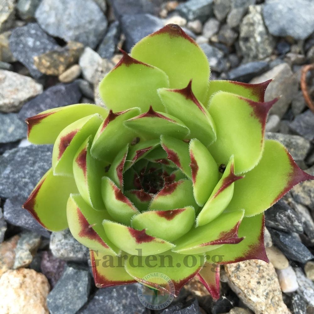 Photo of Hen and Chicks (Sempervivum tectorum 'from Costigliole') uploaded by Patty