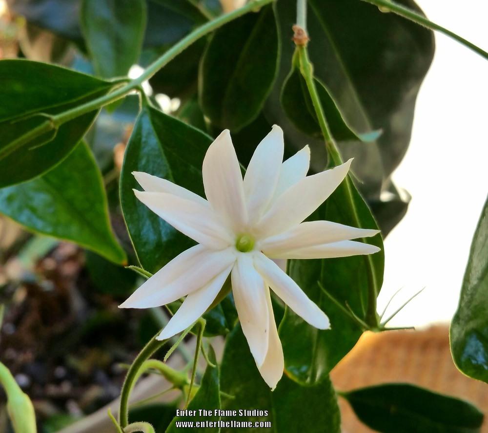 Photo of Star Jasmine (Jasminum laurifolium var. laurifolium) uploaded by WildSucculentDreams