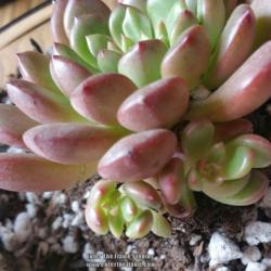 Location: West Michigan
Graptoveria "Bashful" with two new offsets emerging