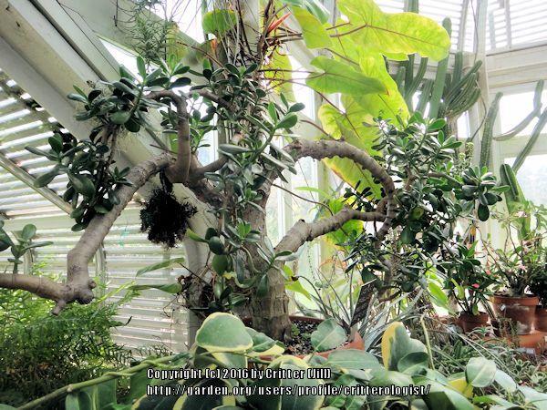 Photo of Jade Plant (Crassula ovata) uploaded by critterologist