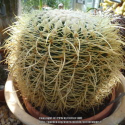 Location: greenhouse at Reynolda Gardens, Winston-Salem NC
Date: 2015-04-03
The curved spines on this one are different than the other images