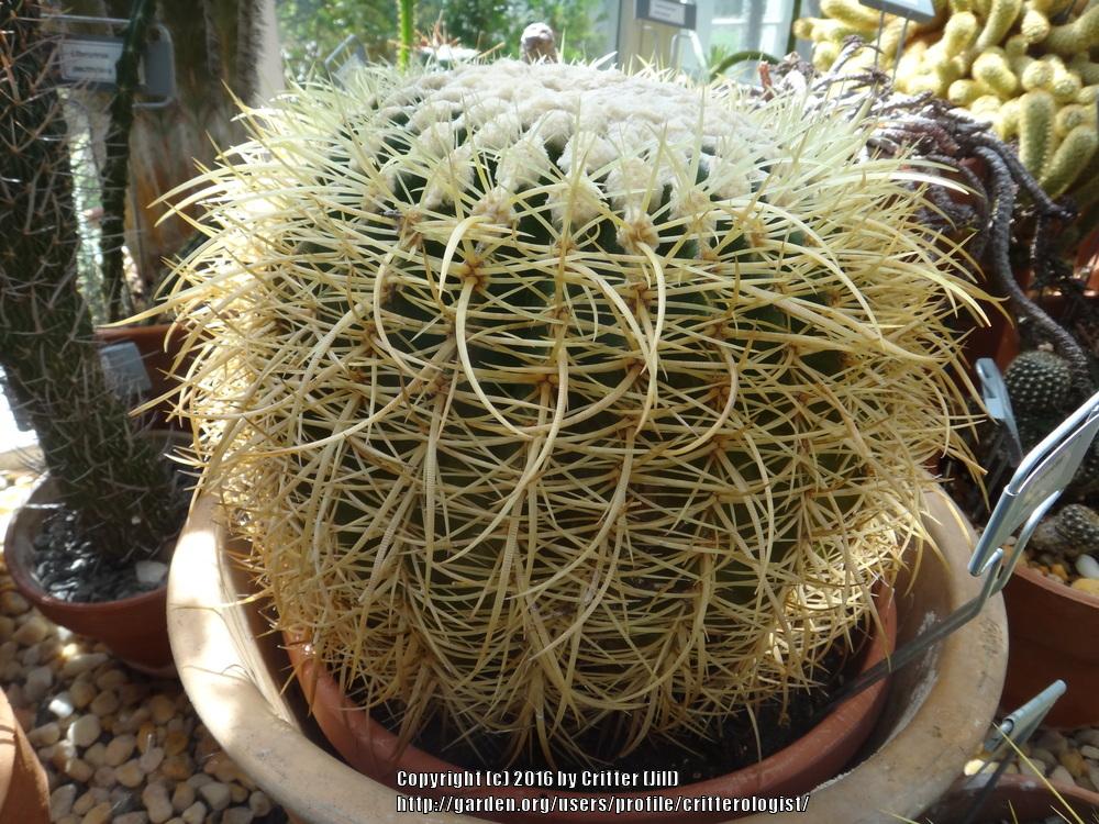 Photo of Golden Barrel Cactus (Kroenleinia grusonii) uploaded by critterologist