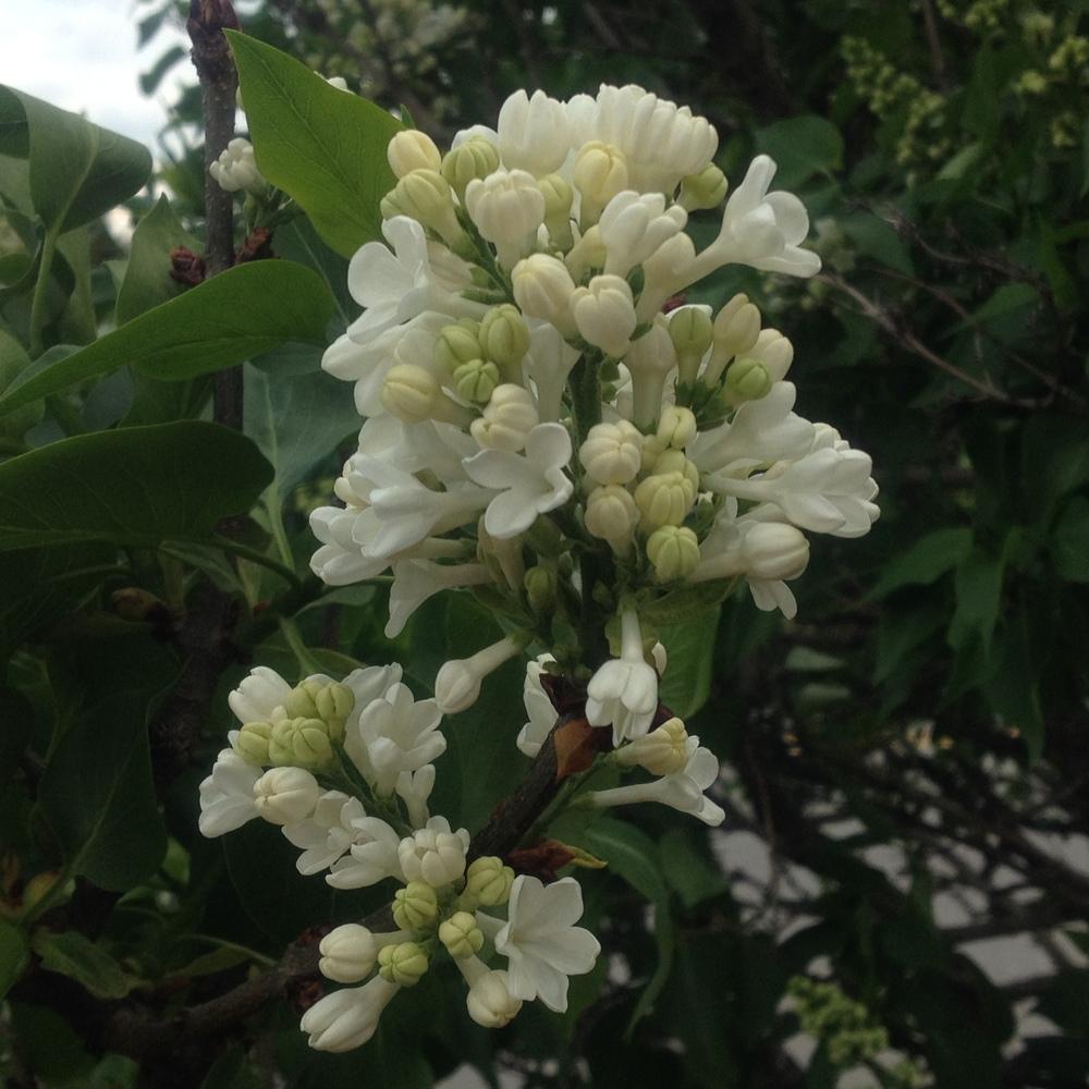 Photo of Common Lilac (Syringa vulgaris 'Rochester') uploaded by csandt