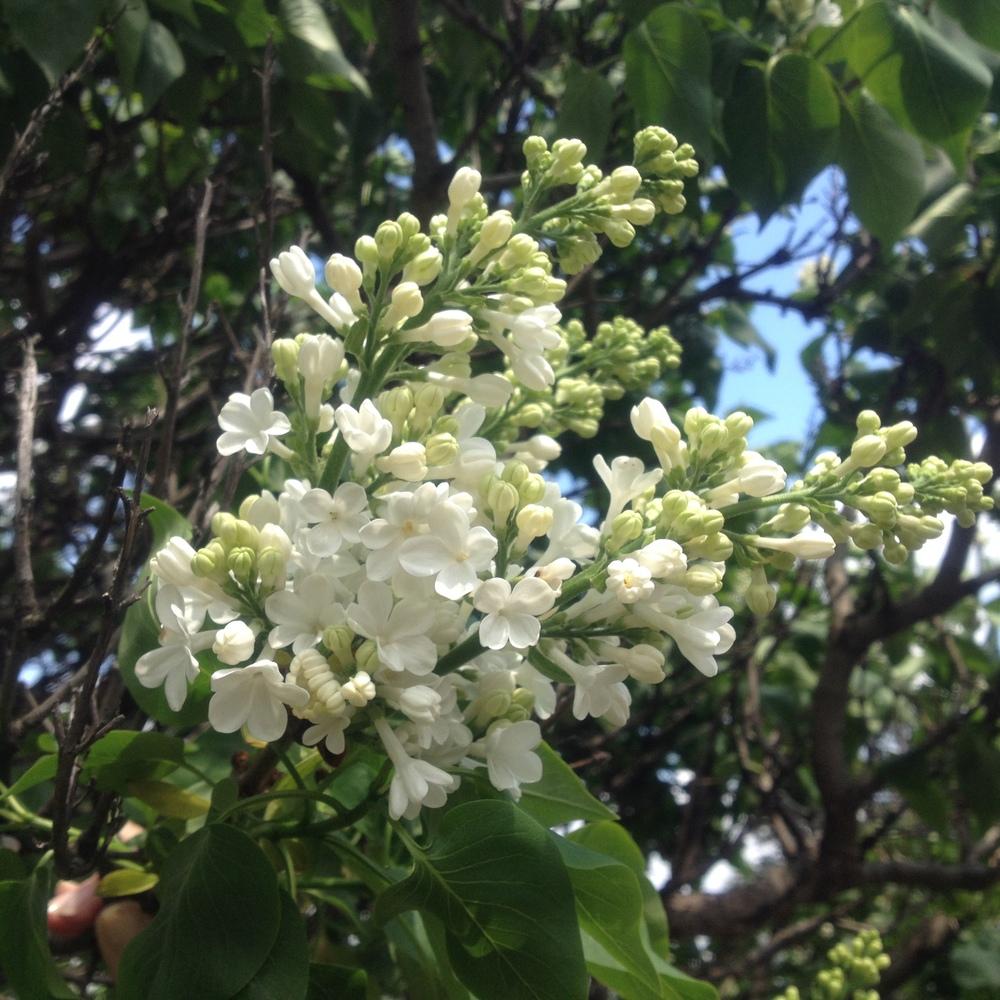 Photo of Common Lilac (Syringa vulgaris 'Rochester') uploaded by csandt