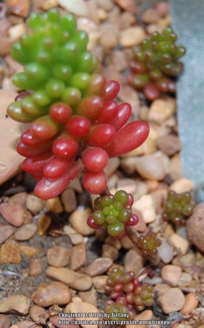 Photo of Jelly Bean (Sedum x rubrotinctum) uploaded by purpleinopp