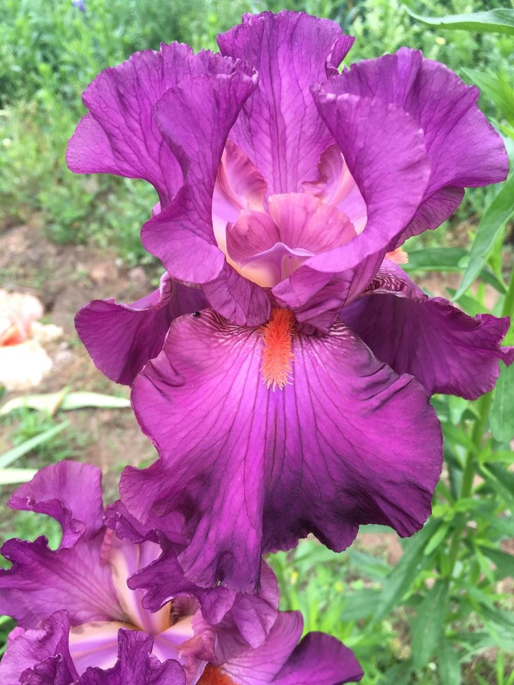 Photo of Tall Bearded Iris (Iris 'Ever After') uploaded by Misawa77