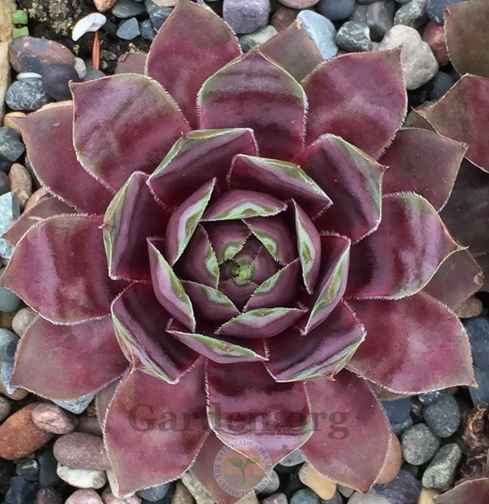 Photo of Hen and Chick (Sempervivum 'Gwen's Rose') uploaded by Patty