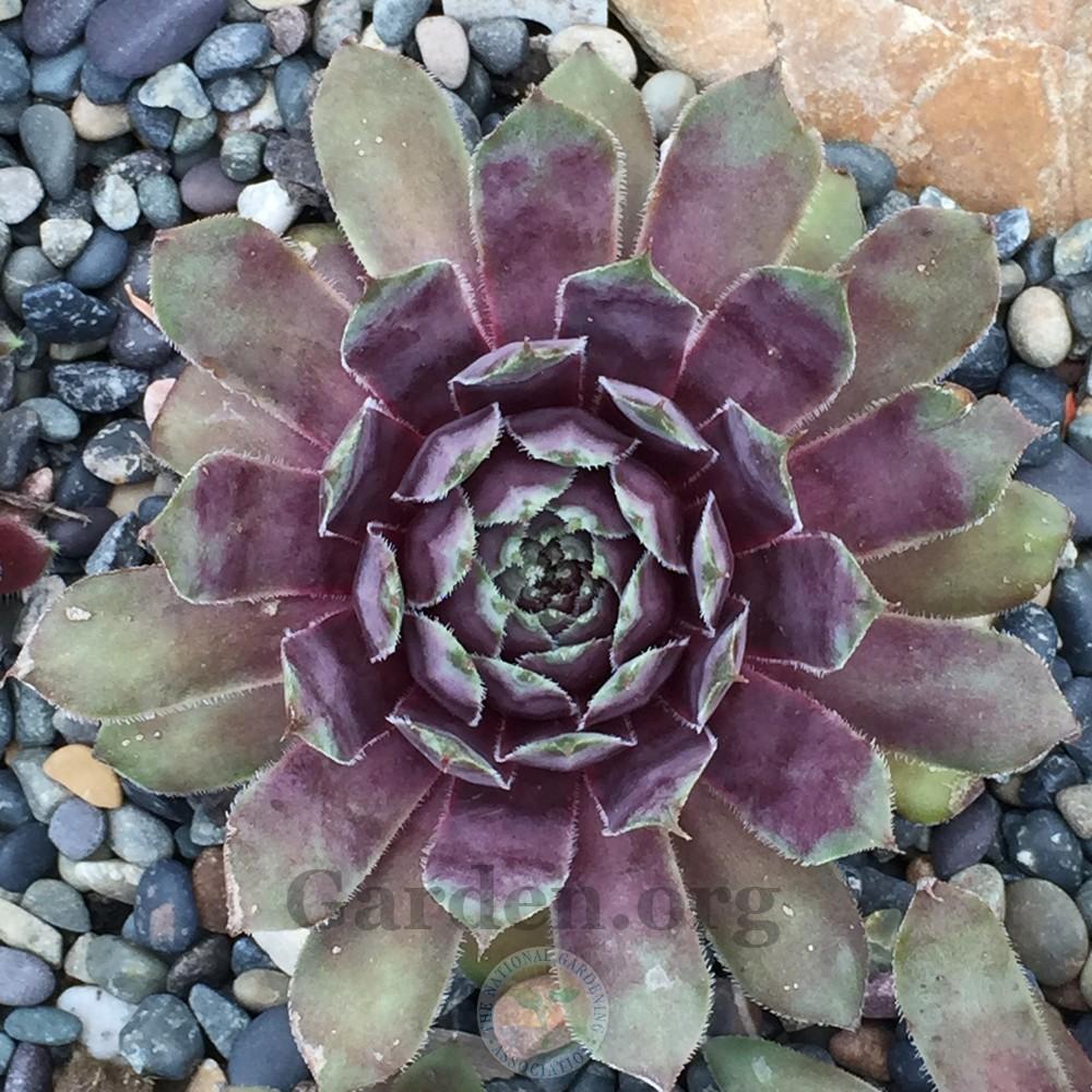 Photo of Hen and Chick (Sempervivum 'Polly Bishop') uploaded by Patty