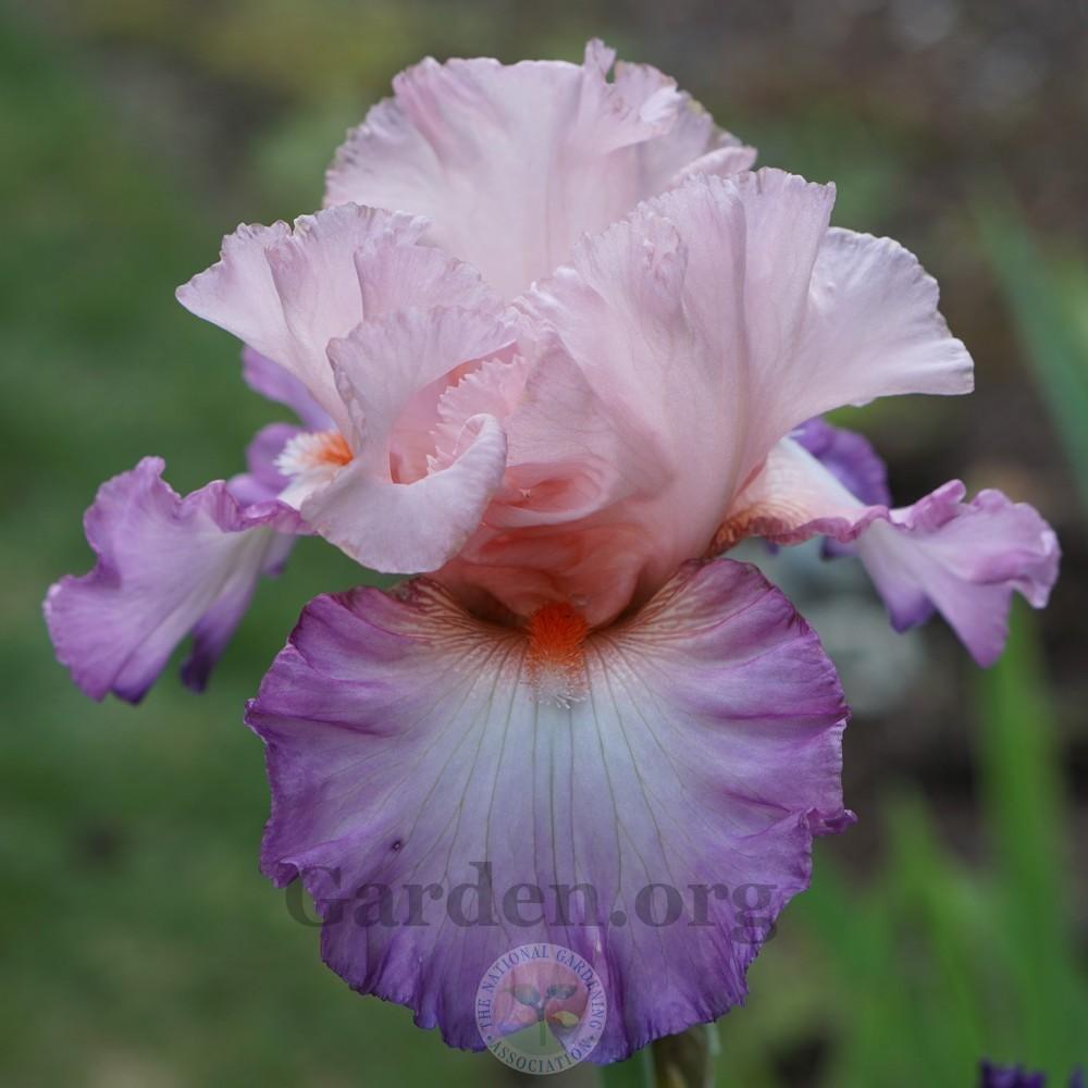 Photo of Tall Bearded Iris (Iris 'Blowing Kisses') uploaded by Patty