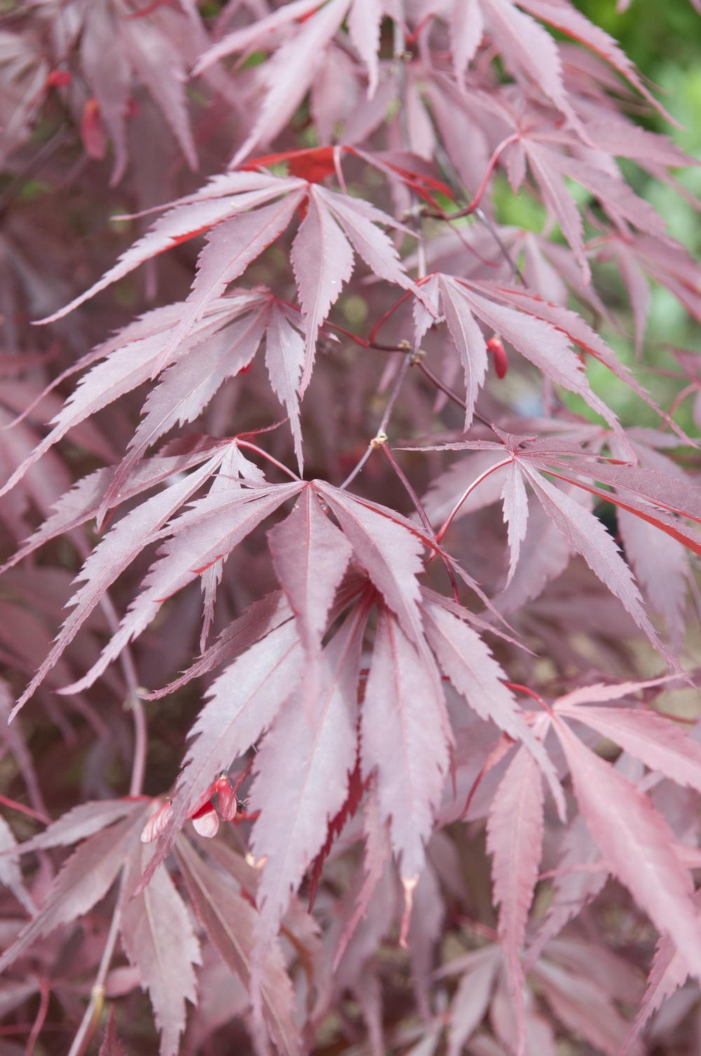 Photo of Japanese Maple (Acer palmatum var. amoenum 'Bloodgood') uploaded by cliftoncat