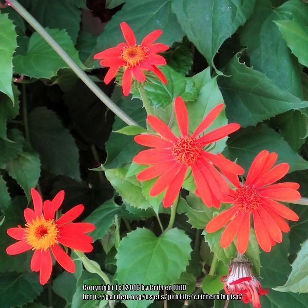 Photo of Mexican Flame Vine (Pseudogynoxys chenopodioides) uploaded by critterologist