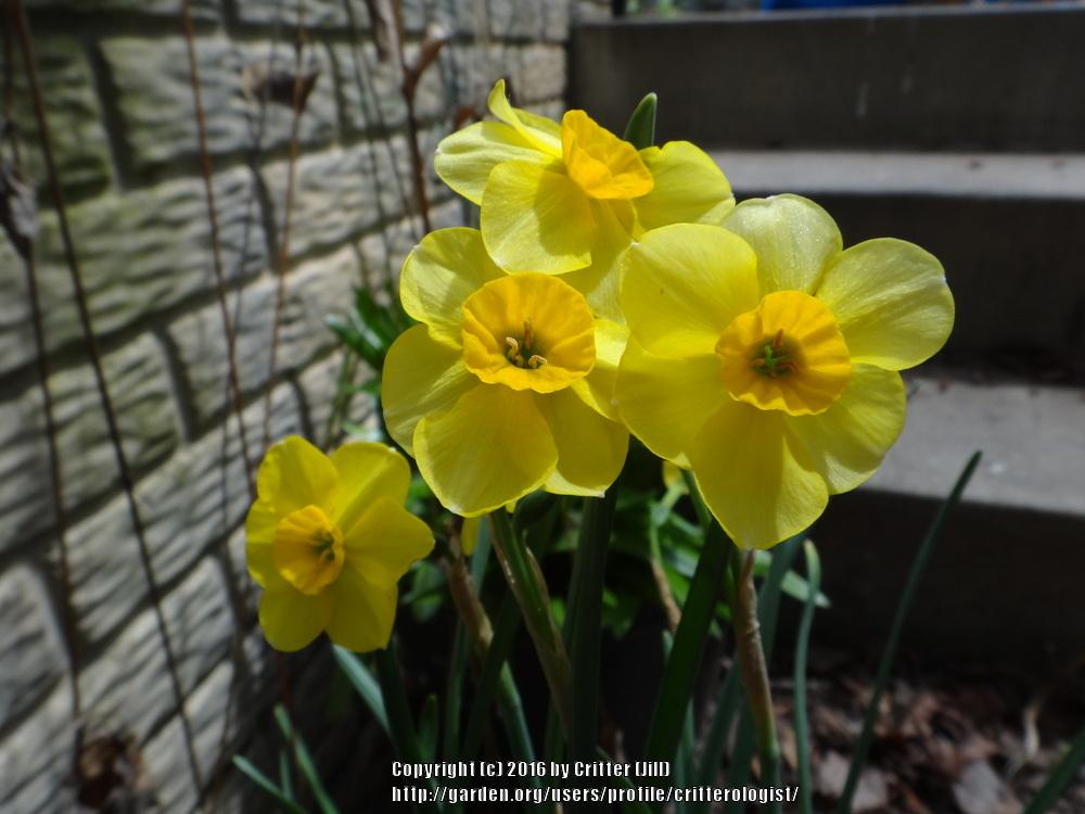 Photo of Jonquilla Daffodil (Narcissus 'Kokopelli') uploaded by critterologist