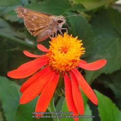 Location: Reynolda Gardens, Winston-Salem NC
Date: 2015-08-21
butterfly magnet!
