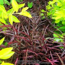 Location: Reynolda Gardens, Winston-Salem NC
Date: 2015-08-21
planted with Alternanthera 'True Yellow' for a striking contrast!
