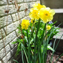 Location: my garden in Frederick MD
Date: 2014-05-05
potted a handful of bulbs, put pot in sheltered outdoor spot on b