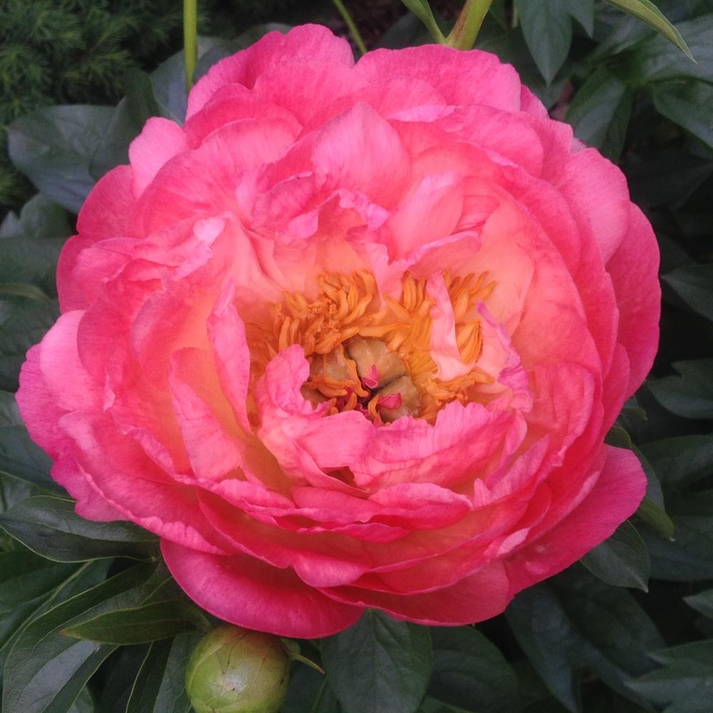 Photo of Peony (Paeonia 'Coral Sunset') uploaded by csandt