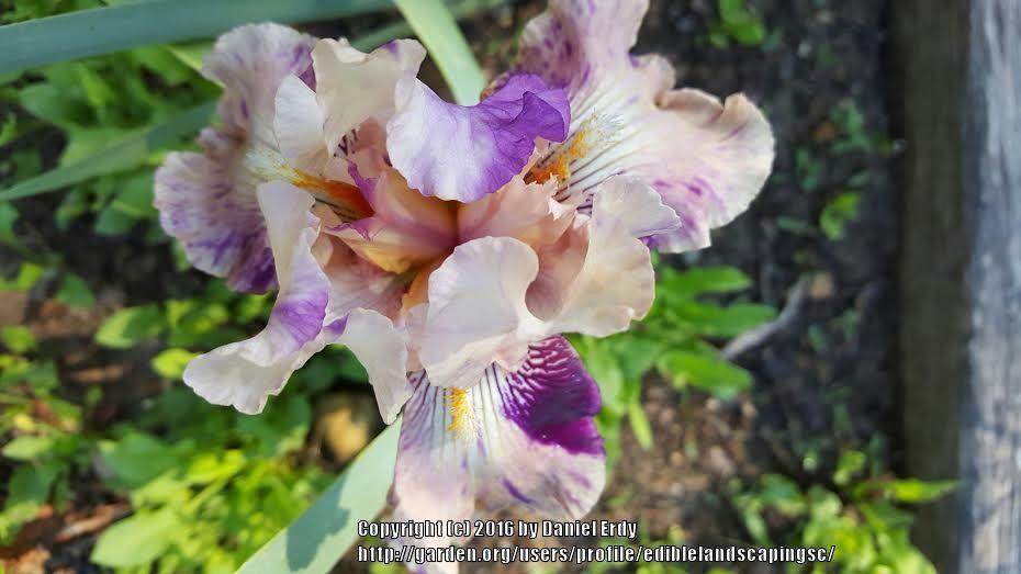 Photo of Border Bearded Iris (Iris 'Raspberry Silk') uploaded by ediblelandscapingsc