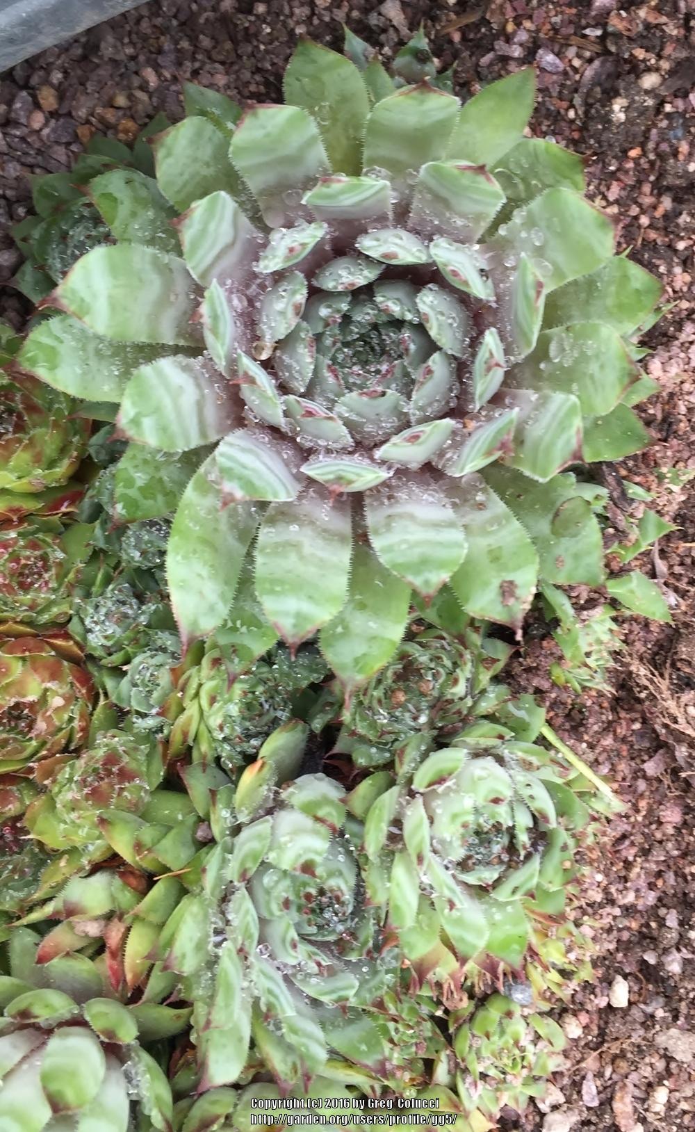 Photo of Hen and Chicks (Sempervivum 'Thayne') uploaded by gg5