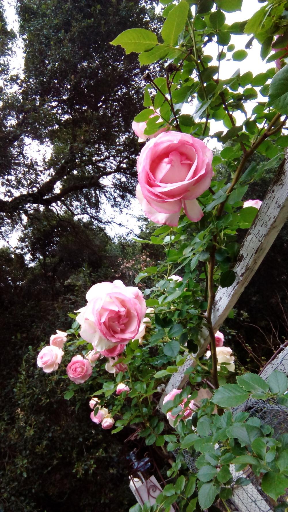 Photo of Rose (Rosa 'Pierre de Ronsard') uploaded by LlamaLlori
