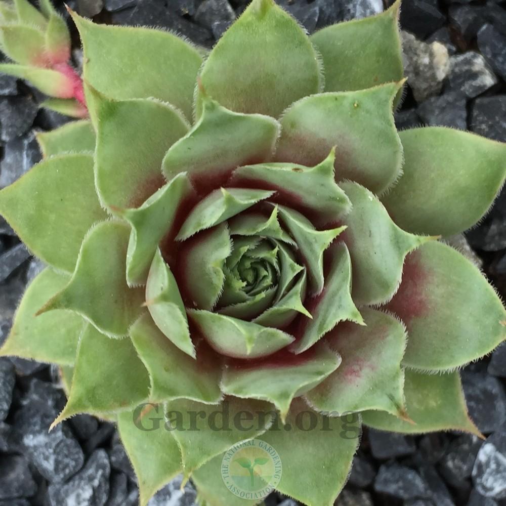 Photo of Hen and Chicks (Sempervivum 'Stuffed Olive') uploaded by Patty