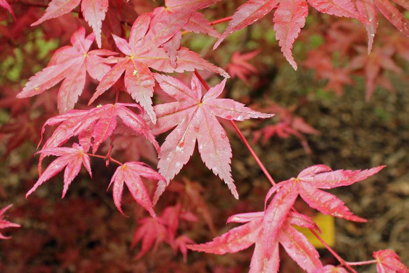 Photo of Japanese Maple (Acer palmatum 'Shin Deshojo') uploaded by RuuddeBlock