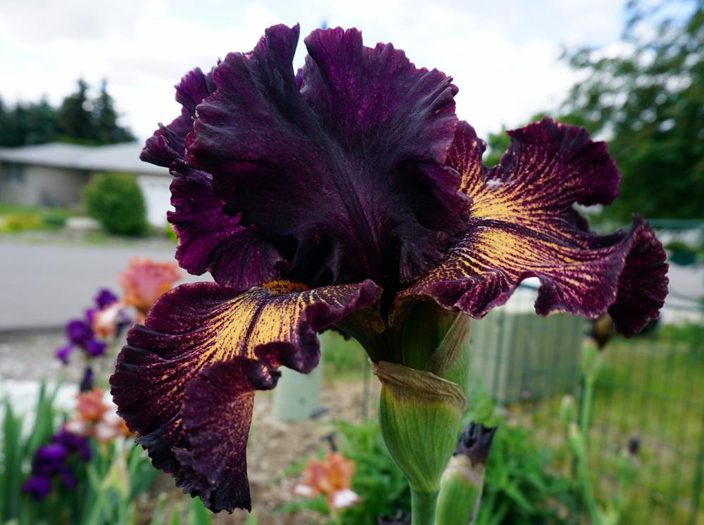 Photo of Tall Bearded Iris (Iris 'Drama Queen') uploaded by TiaLee