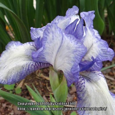 Photo of Standard Dwarf Bearded Iris (Iris 'Stitch Witch') uploaded by critterologist