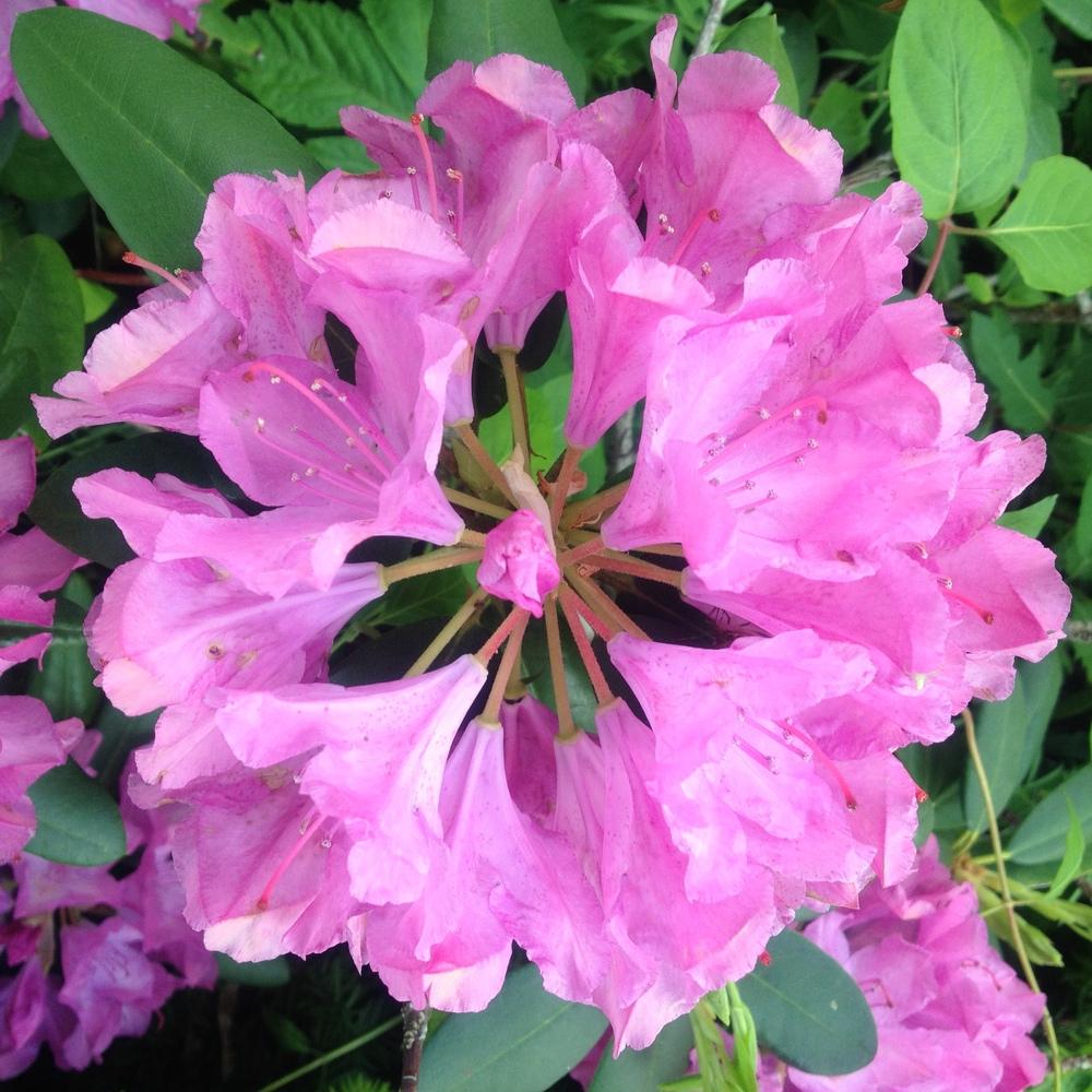 Photo of Rhododendron 'Roseum Elegans' uploaded by csandt