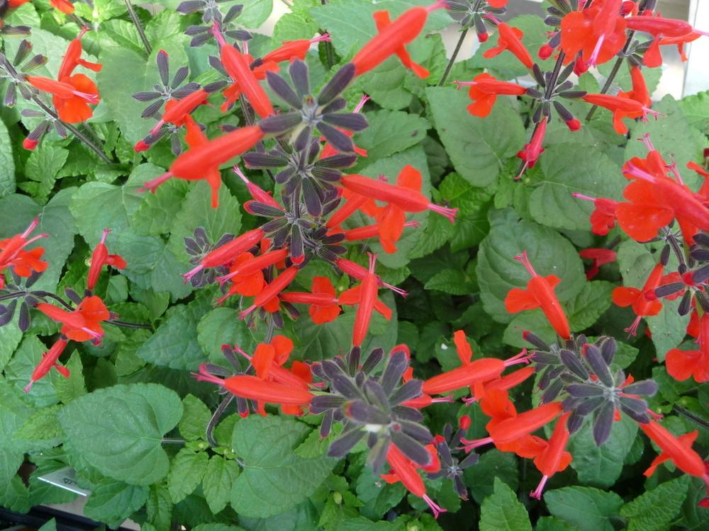 Photo of Salvia (Salvia coccinea Summer Jewel™ Red) uploaded by gardengus