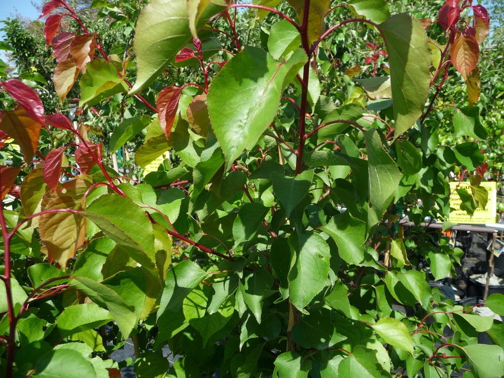 Photo of Apricots (Prunus armeniaca) uploaded by gardengus