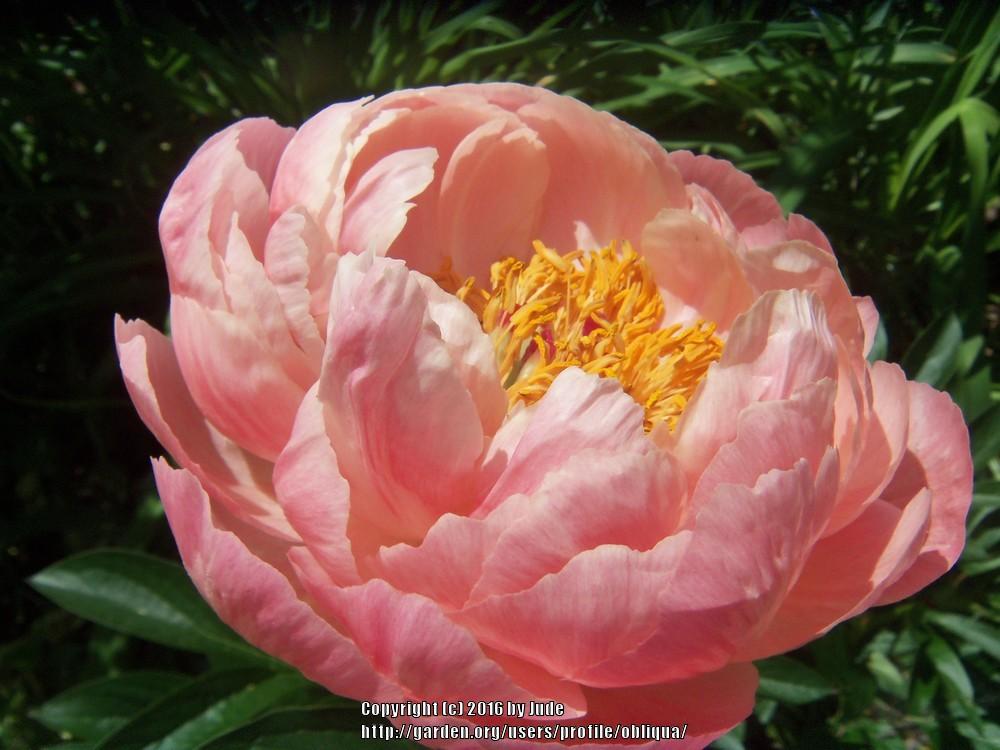 Photo of Garden Peony (Paeonia 'Coral Charm') uploaded by obliqua
