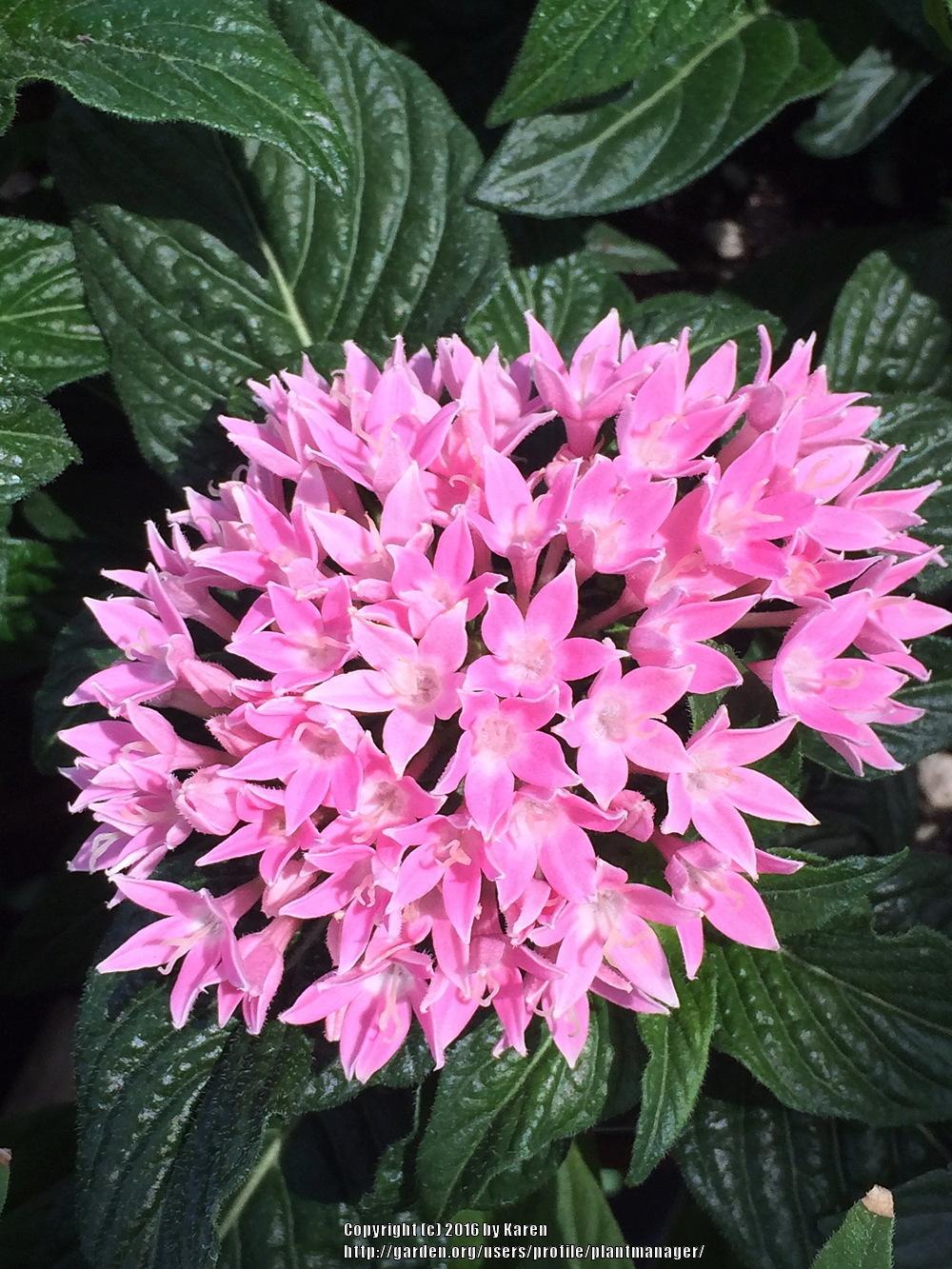 Photo of Egyptian Star Cluster (Pentas 'Graffiti Pink') uploaded by plantmanager