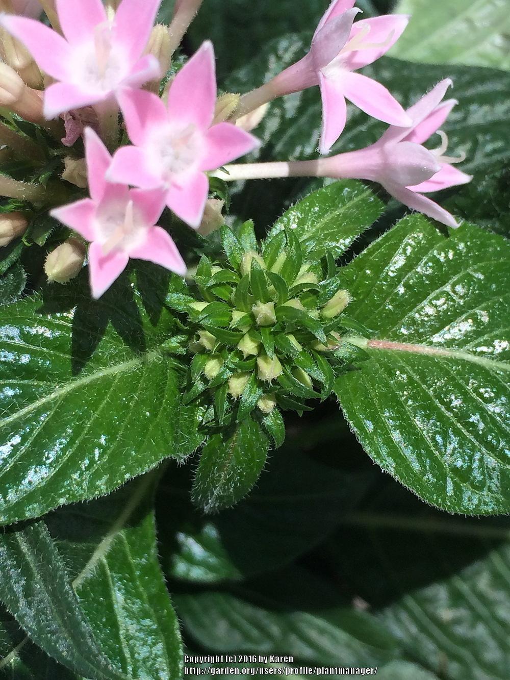 Photo of Egyptian Star Cluster (Pentas 'Graffiti Pink') uploaded by plantmanager