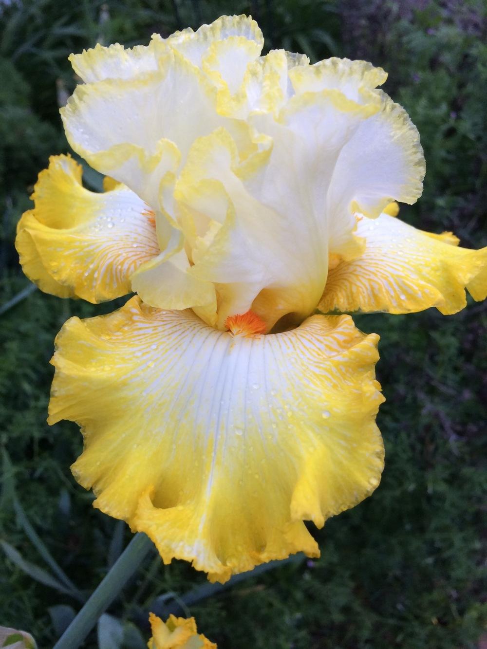 Photo of Tall Bearded Iris (Iris 'Zesting Lemons') uploaded by Njiris