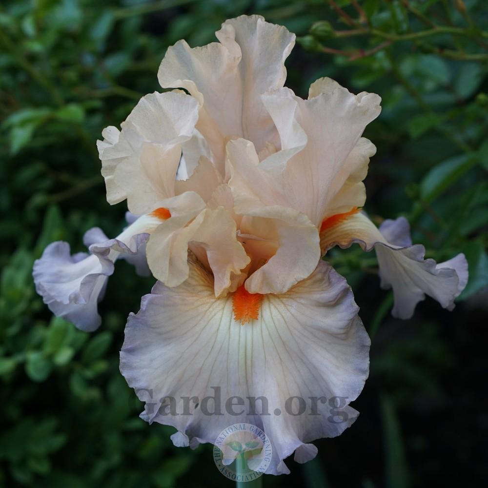 Photo of Tall Bearded Iris (Iris 'Parisian Dawn') uploaded by Patty